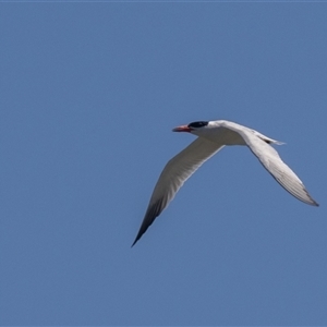 Hydroprogne caspia (Caspian Tern) at Fyshwick, ACT by rawshorty