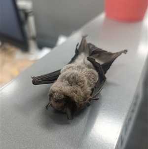 Vespadelus sp. (genus) (A vesper forest bat) at Splitters Creek, NSW by AlburyCityEnviros