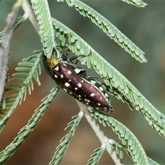 Diphucrania leucosticta (White-flecked acacia jewel beetle) at Fraser, ACT - 3 Feb 2025 by AlisonMilton