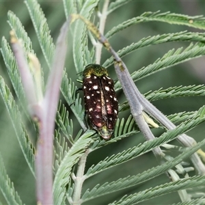 Diphucrania leucosticta at Fraser, ACT - Yesterday 10:29 AM