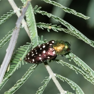 Diphucrania leucosticta at Fraser, ACT - Yesterday 10:29 AM