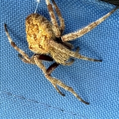 Unidentified Spider at Blaxlands Creek, NSW - 3 Feb 2025 by VickiC