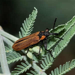 Rhinotia haemoptera (Lycid-mimic belid weevil, Slender Red Weevil) at Fraser, ACT - 3 Feb 2025 by AlisonMilton