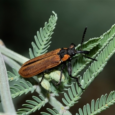 Rhinotia haemoptera (Lycid-mimic belid weevil, Slender Red Weevil) at Fraser, ACT - 3 Feb 2025 by AlisonMilton