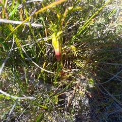 Cryptostylis subulata (Cow Orchid) at Krawarree, NSW - 12 Dec 2024 by Liam.m