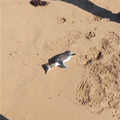 Eudyptula minor (Little Penguin) at Torquay, VIC - 8 Jan 2025 by Liam.m