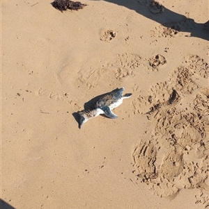 Eudyptula minor (Little Penguin) at Torquay, VIC by Liam.m