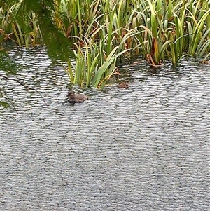 Oxyura australis (Blue-billed Duck) at Lake Wendouree, VIC by Liam.m