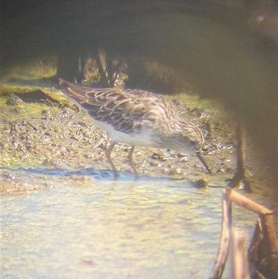 Calidris subminuta (Long-toed Stint) at Point Wilson, VIC - 8 Jan 2025 by Liam.m