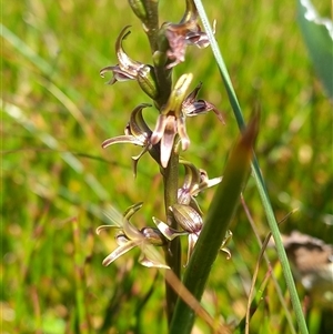 Prasophyllum sp. at Thredbo, NSW by Liam.m