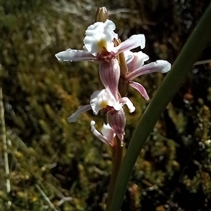 Paraprasophyllum alpestre (Mauve leek orchid) at Thredbo, NSW by Liam.m