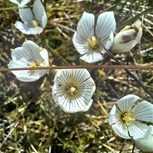 Unidentified Other Wildflower or Herb at Thredbo, NSW by Liam.m