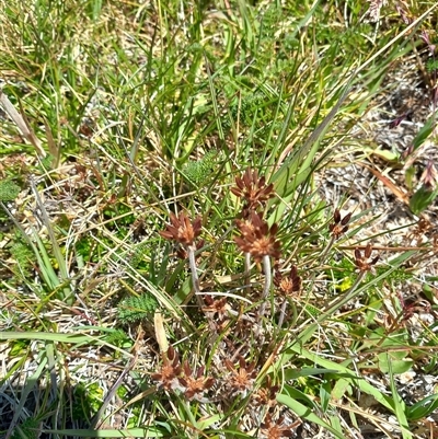 Oreomyrrhis sp. (A Carraway) at Munyang, NSW - 29 Jan 2025 by Liam.m