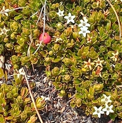 Pentachondra pumila (Carpet Heath) at Kosciuszko, NSW - 29 Jan 2025 by Liam.m