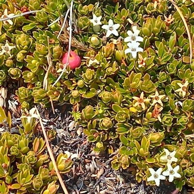 Pentachondra pumila (Carpet Heath) at Kosciuszko, NSW - 29 Jan 2025 by Liam.m