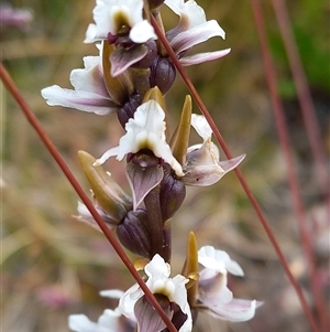 Paraprasophyllum alpestre (Mauve leek orchid) at Munyang, NSW by Liam.m