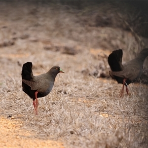 Tribonyx ventralis (Black-tailed Nativehen) at Dubbo, NSW by Liam.m