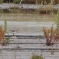 Calidris melanotos (Pectoral Sandpiper) at Spring Ridge, NSW - 4 Oct 2024 by Liam.m