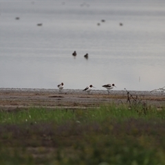 Recurvirostra novaehollandiae (Red-necked Avocet) by Liam.m