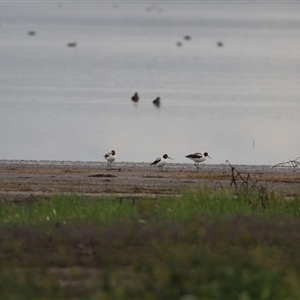 Recurvirostra novaehollandiae (Red-necked Avocet) by Liam.m