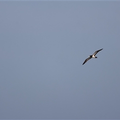 Sula leucogaster (Brown Booby) at Urangan, QLD - 8 Oct 2024 by Liam.m