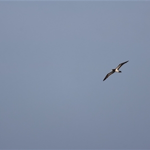 Sula leucogaster (Brown Booby) at Urangan, QLD - 8 Oct 2024 by Liam.m