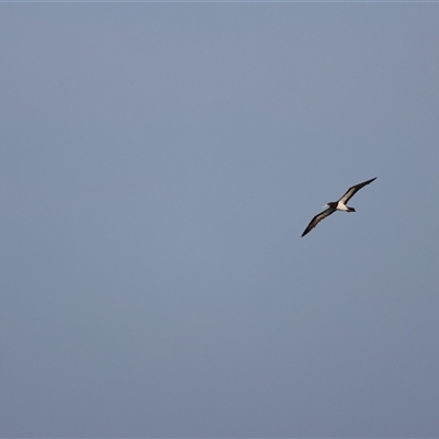 Sula leucogaster (Brown Booby) at Urangan, QLD - 8 Oct 2024 by Liam.m