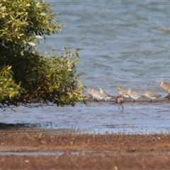 Pluvialis squatarola (Grey Plover) at Boonooroo, QLD - 8 Oct 2024 by Liam.m