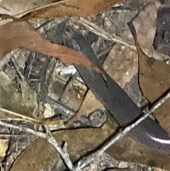 Anilios sp. at suppressed - suppressed