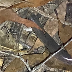 Anilios sp. at suppressed - suppressed