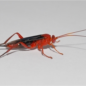 Lissopimpla excelsa at Lawson, ACT - 2 Feb 2025 04:44 PM