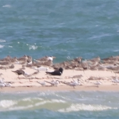 Thalasseus bengalensis (Lesser Crested Tern) at Inskip, QLD - 8 Oct 2024 by Liam.m