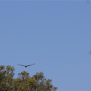 Lophoictinia isura (Square-tailed Kite) at Euroley, NSW - 21 Dec 2024 by Liam.m