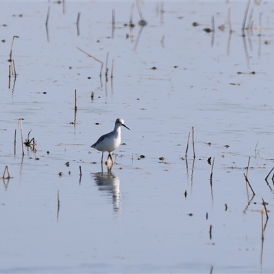 Tringa stagnatilis (Marsh Sandpiper) at Leeton, NSW - 21 Dec 2024 by Liam.m