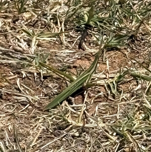 Acrida conica at Murrumbateman, NSW - suppressed