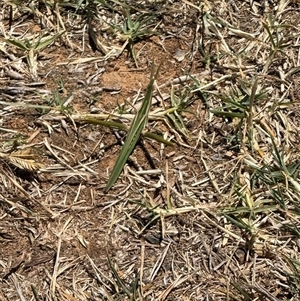 Acrida conica at Murrumbateman, NSW - suppressed