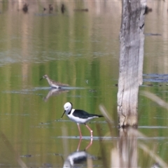 Tringa glareola (Wood Sandpiper) at Leeton, NSW - 20 Dec 2024 by Liam.m