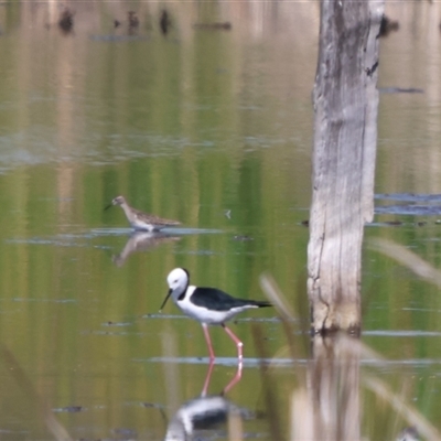 Tringa glareola (Wood Sandpiper) at Leeton, NSW - 20 Dec 2024 by Liam.m