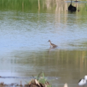 Tringa glareola at Leeton, NSW - 21 Dec 2024 09:04 AM