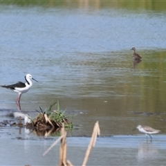 Tringa glareola at Leeton, NSW - 21 Dec 2024 09:04 AM