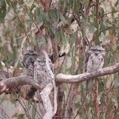 Podargus strigoides (Tawny Frogmouth) at Carwoola, NSW - 3 Dec 2024 by Liam.m