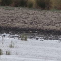 Anarhynchus ruficapillus (Red-capped Plover) at Lake George, NSW - 11 Jan 2025 by Liam.m