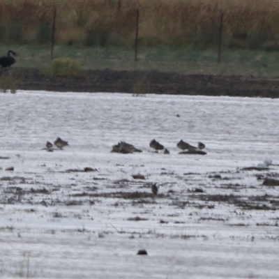 Stictonetta naevosa (Freckled Duck) at Lake George, NSW - 11 Jan 2025 by Liam.m