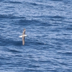 Thalassarche cauta (Shy Albatross) at Beecroft Peninsula, NSW - 19 Jan 2025 by Liam.m