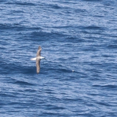 Thalassarche cauta (Shy Albatross) at Beecroft Peninsula, NSW - 19 Jan 2025 by Liam.m