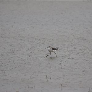 Tringa nebularia (Common Greenshank) at Point Wilson, VIC - 6 Jan 2025 by Liam.m