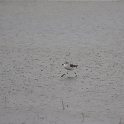 Tringa nebularia (Common Greenshank) at Point Wilson, VIC - 5 Jan 2025 by Liam.m