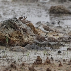 Calidris fuscicollis (White-rumped Sandpiper) at Point Wilson, VIC - 5 Jan 2025 by Liam.m