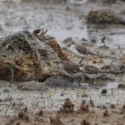 Calidris fuscicollis (White-rumped Sandpiper) by Liam.m