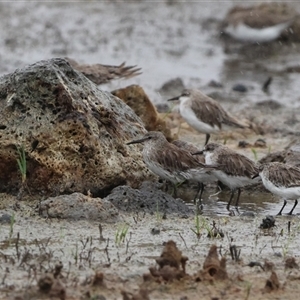 Calidris fuscicollis at suppressed - suppressed